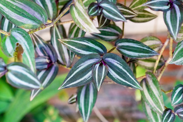 Green leaves pattern,leaf Tradescantia zebrinahort or Zebrina pendula or inch plant in the garden