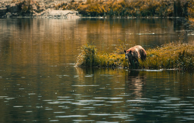 Brown bear water side 