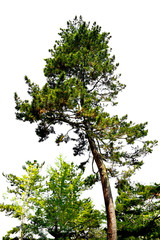 Big old tree in the tropical rainforest , Isolated on white background