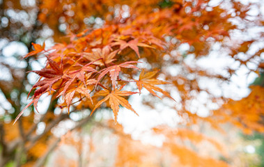 Selective focus of maple leaves at Japanese park in autumn