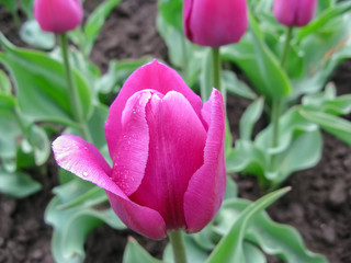 Crimson tulip of "Baby blue" on a spring flowerbed.