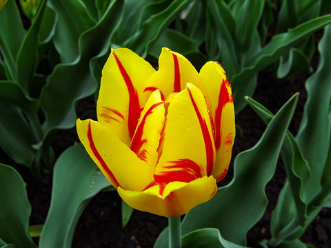 Yellow - red tulip Monsella on spring bed.