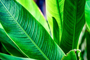 tropical leaves, large green foliage in jungle for background, dark blue toned