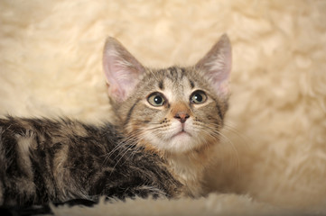 brown striped kitten on a light background of a fluffy plaid