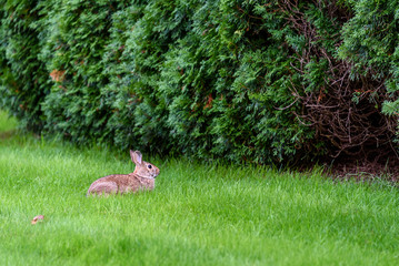 Native rabbit eating grass on a residential lawn, Kirkland, Washington, USA