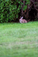 Native rabbit eating grass on a residential lawn, Kirkland, Washington, USA