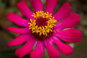 Obraz premium Close up of purple Zinnia flower . single Zinnia flower head in the garden
