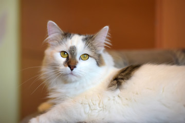 beautiful cute fluffy white cat with a spot