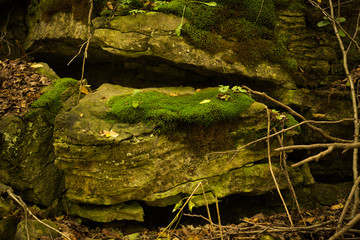 Moss Growing on a Rock