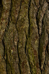 Caterpillar Crawling Up Tree Bark