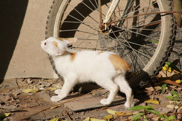 white cat pet animal cute