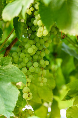 Champagne grapes growing in the sun, clusters of small tasty grapes, Kirkland, Washington State, USA