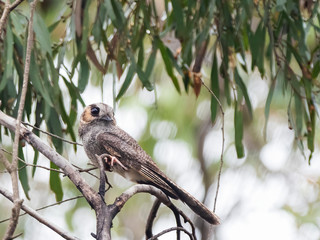 The Australian Owlet-nightjar (Aegotheles chrisoptus) is small nocturnal bird found throughout Australia and also in southern New Guinea.