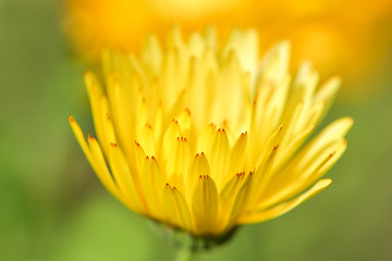 Blurred background. Calendula. The view from the top is a large yellow flower of calendula.