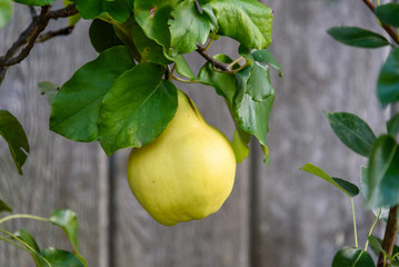 Closeup of pears growing on a branch, rustic wood fence background, Kirkland, Washington State, USA