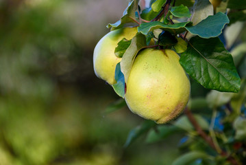 Closeup of pears growing on a branch, Kirkland, Washington, USA