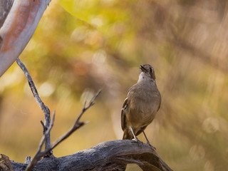 The Southern Scrub Robin is a long-legged songbird found in semi-arid parts of southern Australia. It has a very subtle dark mark through the eye and cheek. Scientific name is Drymodes brunneopygia.
