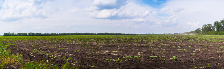 Fototapeta na wymiar Panorama, agriculture landscape. Field with green sprouts of a sunflower on a background of blue sky with clouds