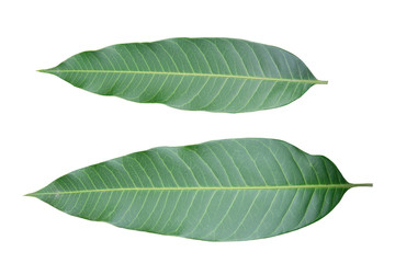 Obraz premium frame of mango leaf with isolated white background.