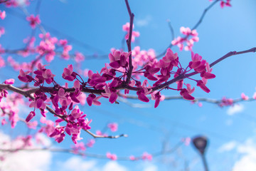 Flower world