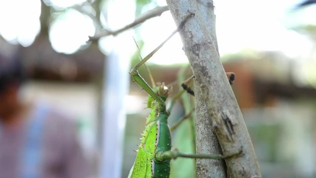 A type of big green grasshopper perch on branch of tree in the park.