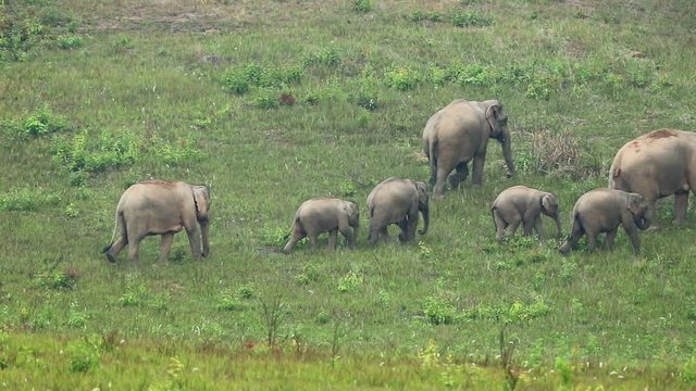  Video slow motion shot of family asian elephants walking in the meadow , animal in the wild	