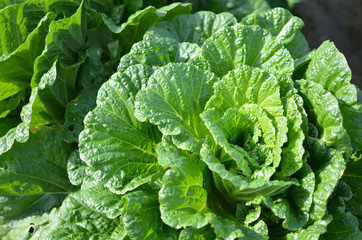 fresh leaf vegetable in the field