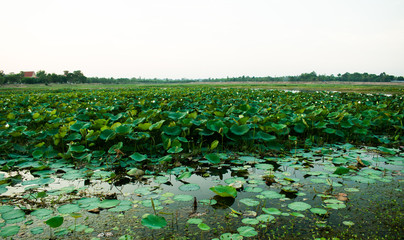 landscape of lotus forest in the swamp in sunset