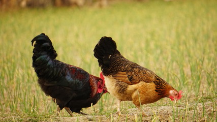 A rooster and a hen are eating grass in the field together. The film is revealing the social picture of animals moving together.
