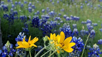 Yellow flowers with Bluebonnets