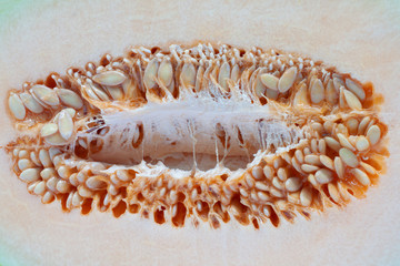 Closeup Seeds of Cantaloupe for background.