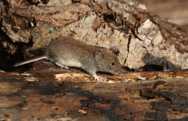 A cute wild Bank Vole, Myodes glareolus foraging for food in a log pile.	