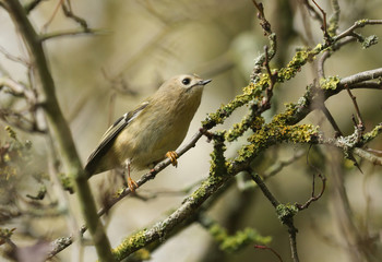 A sweet Goldcrest , Regulus regulus, perching on a lichen covered branch. Along with the Firecrest, it is the UK's smallest native bird.