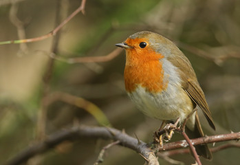 A pretty Robin, Erithacus rubecula, perched on a branch in a tree.
