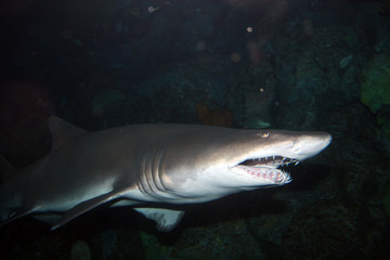 Naklejka premium Shark