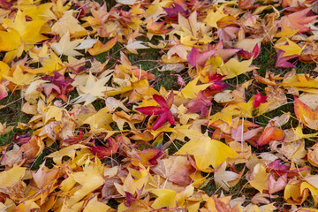 Many yellow and red leaves cluster on grass good for background