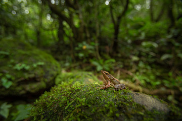 Naklejka na ściany i meble Hylarana Caesari or Maharashtra Golden-backed Frog seen at Koyna,Maharashtra,India