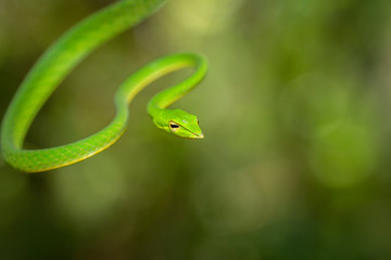 Green Vine Snake seen at Matheran in daytime,Maharashtra,India