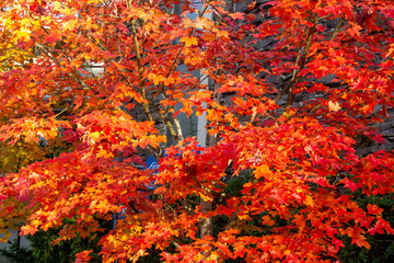 Fototapeta na wymiar Red orange fall leaves on tree showing beautiful fall seasonal colors 3