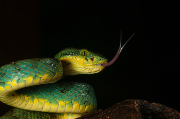 Bamboo Pit Viper seen at Matheran in night,Maharashtra,India