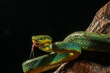 Bamboo Pit Viper seen at Matheran in night,Maharashtra,India