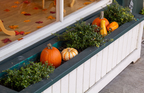 Five pumkins in white trelis grea for background
