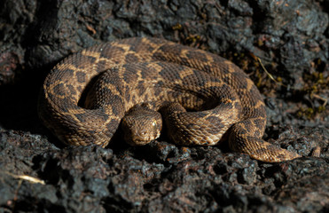 Highly Venomous Saw-scaled Viper seen at Satara,Maharashtra,India
