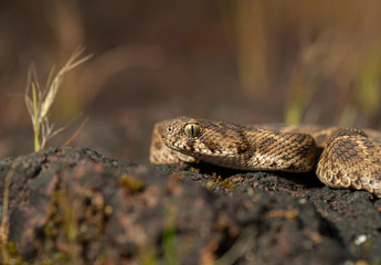 Highly Venomous Saw-scaled Viper seen at Satara,Maharashtra,India
