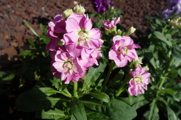 ピンクのアラセイトウの花