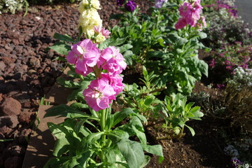 ピンクのアラセイトウの花