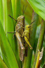 grasshopper on grass