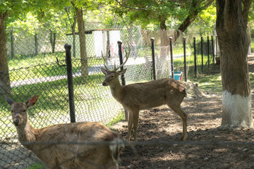 African deer in the cage