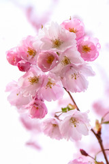 Fototapeta na wymiar Pink sakura flowers, spring sakura blossom. Spring time. Background of spring flowers