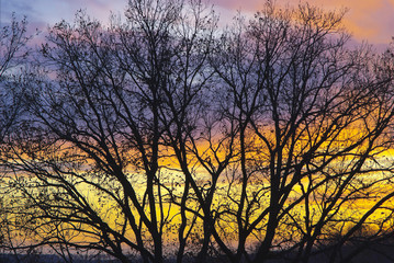 Trees without leaves against the sunset sky